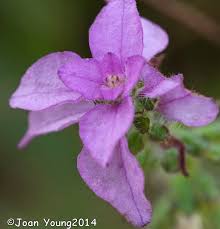 Image result for Syncolostemon canescens