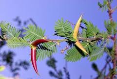 Image result for Helinus spartioides