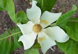 Image result for Magnoliaceae