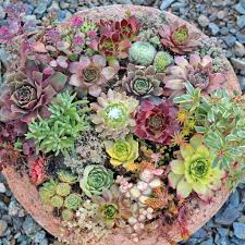 Chicken and hen plant flowers. Succulent Sunburn How To Save Hens Chicks Mountain Crest Gardens