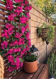 Pin On Plantas Con Flores