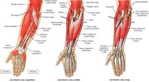 The muscles of the anterior of the forearm are generally divided into two groups:superficial deepsuperficial muscles of the front of the forearm this group consists of five muscles. Forearm Muscles Anatomy And Function Bone And Spine