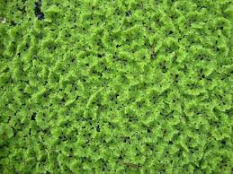 Image result for Azolla