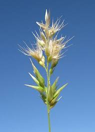 Image result for Enneapogon