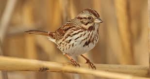 Black Bird With White Chest And Belly A Rich Russet And Gray Bird With Bold Streaks Down Its White Chest The Song Sparrow Is One Of The Most Familiar North Americ Song Sparrow Sparrow Ornithology