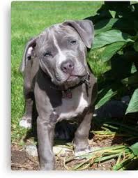 Pin By Alex Huerta On Pit Bull Love Animales Cachorros Mascotas