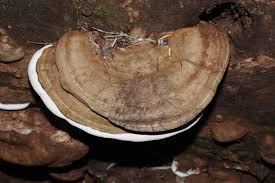 Image result for Ganoderma applanatum