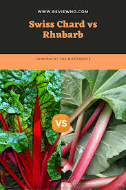 Swiss Chard Vs Rhubarb Comparison Reviewho Swiss Chard Chard Rhubarb