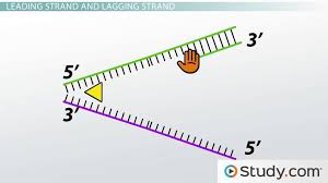 Learn vocabulary, terms and more with flashcards, games and other study tools. Dna Replication The Leading Strand And Dna Polymerase Activities Video Lesson Transcript Study Com
