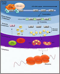 The nucleolus is a round body located inside the nucleus of a eukaryotic cell. The Nucleolus Structure And Function Springerlink