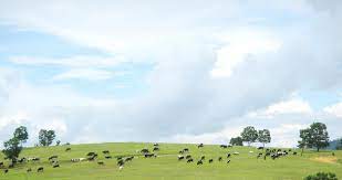 Lactation is the period of time that a mother secretes milk from her mammary glands. The Holstein Milk Company The Holstein Milk Company