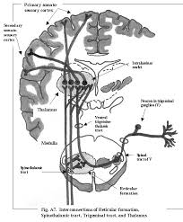 The nervous system is mainly divided into central nervous system, peripheral nervous system and autonomic nervous system. Ch 11 Gross Anatomy Of The Nervous System