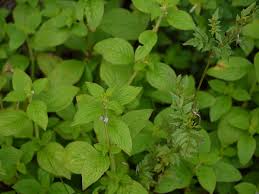 Image result for Spermacoce ruelliae