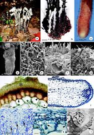 Image result for Exochaenium oliganthum