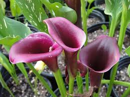 Cantor Calla Lily