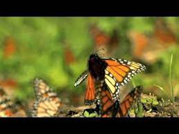 Alianza Wwf Telcel Capsula Mariposa Monarca Migracion Version 30 Mariposa Monarca Monarcas Versiones