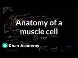 Primary human aortic smooth muscle cells (hasmc)primary human coronary artery smooth muscle cells (hcasmc)primary human pulmonary artery smooth muscle cells (hpasmc)> 500,000 cells/vial, cryopreserved at the end of 3' culture> 70% viability>. Anatomy Of A Skeletal Muscle Cell Video Khan Academy