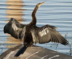 Birds That Sing At Night In Florida Cormorants And Anhingas Are Two Common Florida Birds That Share Many Similar Characteristics They Both Have Long Snake Like Nec Beautiful Birds Animals Birds