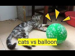 Funny Cats Vs Balloons Compilation Surprise Https Www Youtube Com Watch V Mf9yo4q99rc Funny Cat Games Cat Vs Dog Cats