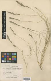 Image result for Eragrostis sarmentosa