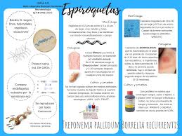Espiroquetas Microbiologia Folletos Oposicion