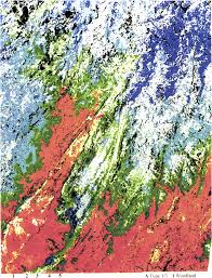 Image result for Harpachne schimperi