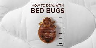 Pest control & wildlife solutions. Paske Pest Control Wildlife Solutions Home Facebook