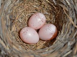 Small White Bird Eggs With Brown Spots Eggs Of Crimson Chat Epthianura Tricolor By Larry Elson Ninhos De Aves Aves Selvagens