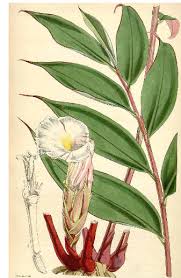 Image result for Aframomum mala