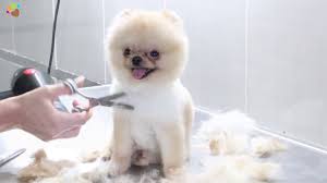 Tras Oncesi Ve Sonrasi Pomeranian Boo Guzelligi Youtube