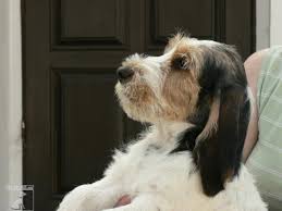 Image result for malý vendéeský hrubosrstý honič