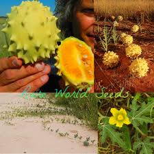 Image result for Acanthosicyos