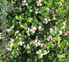 Image result for Malpighia coccigera