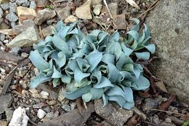 Image result for Sebaea