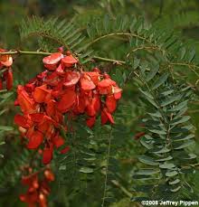 Image result for Sesbania tetraptera