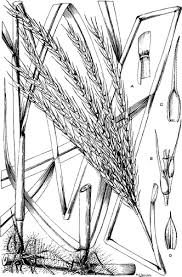 Image result for Vossia cuspidata