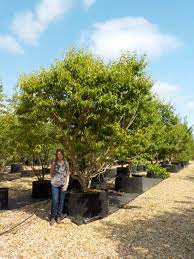 We did not find results for: Heptacodium Miconioides Seven Sons Tree Deepdale Trees
