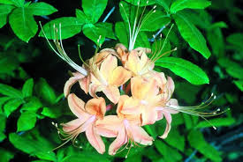 Rhododendron Calendulaceum Native Plant Center Plants Native Plants Ornamental Trees