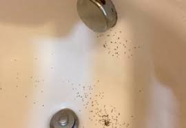 Drain flies are also known as moth as they remind us of them by their size. Drain Flies Woodlands Online Blogs