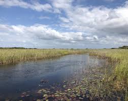 Image result for Bivinia jalbertii