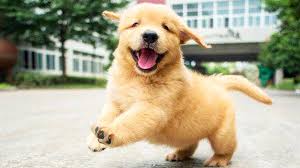 Ver más ideas sobre videos graciosos de animales, animales gif, animales adorables. Si Te Ries Recopilacion De Los Mejores Videos De Animales Graciosos Perros Chistosos Youtube