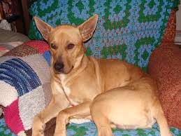 Кифер сазерленд, марлон уайанс, джордж лопес и др. Pharoh Hound Pit Page 2 Puppy Forum And Dog Forums