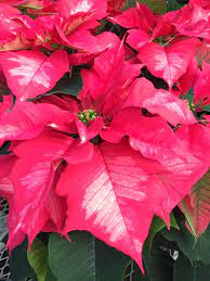 Ice Punch Poinsettia From Klepac Greenhouses Gotexan Pascua