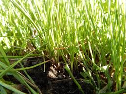 Get free shipping on qualified fescue, south florida grass seed or buy online pick up in store today in the outdoors department. How To Overseed In The Fall With Fescue Lawnstarter