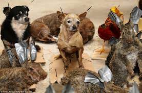 And they cater to the need of pet owners who want little scruffy. Owners Spend Thousands Freeze Drying Their Cats And Dogs Daily Mail Online