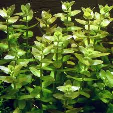 Image result for Bacopa