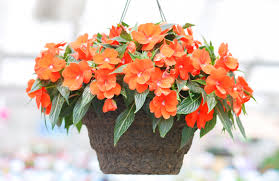 Image result for Impatiens keilii