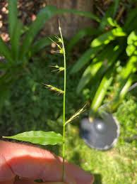 Image result for Oplismenus