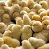 Ayam broiler atau disebut juga sebagai ayam pedaging, yang mana ayam ini adalah ayam dari perkawinan silang antar ayam, dengan produktivitas daging yang tinggi. Https Encrypted Tbn0 Gstatic Com Images Q Tbn And9gcszv8l16r41s0pfda Qtfecl7mvavlvoibcyrnes3mt2hp4mkg1 Usqp Cau