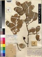 Image result for Acokanthera schimperi